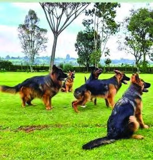 Trained German Shepherd security dogs