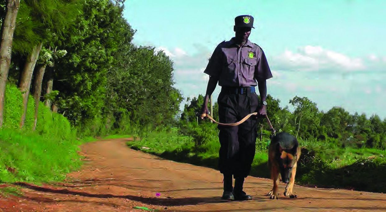 INS canine unit handler on patrol with security dog